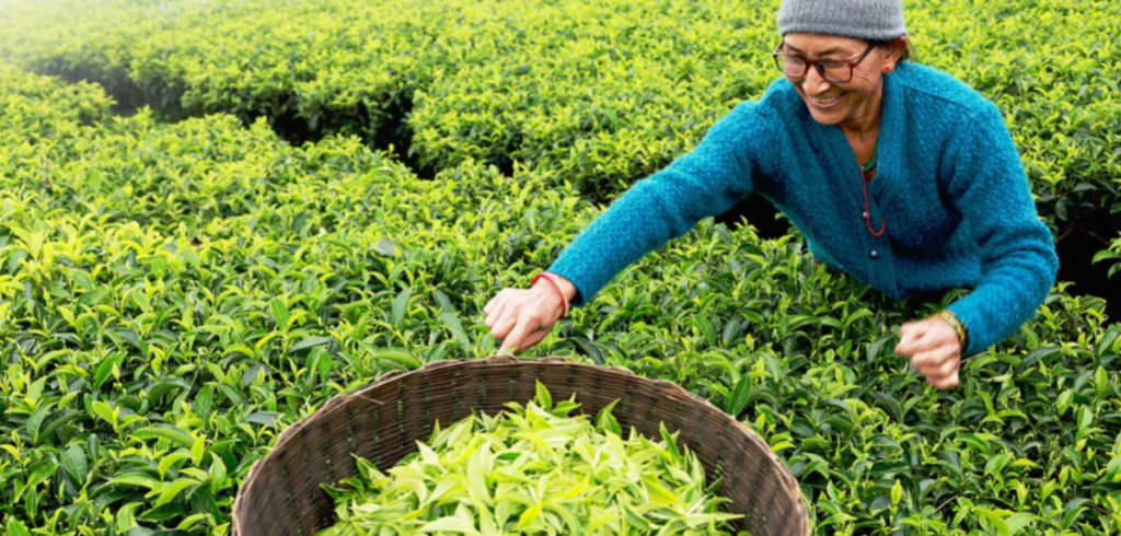 चिया निकासी शुल्कमा ६९ प्रतिशत वृद्धि भएको छ