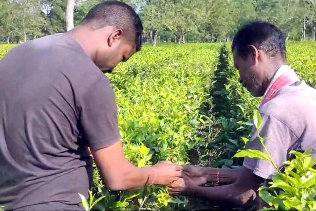 शिशुहरू क्रेचमा, चिन्तित आमाहरू चियाबारीमा