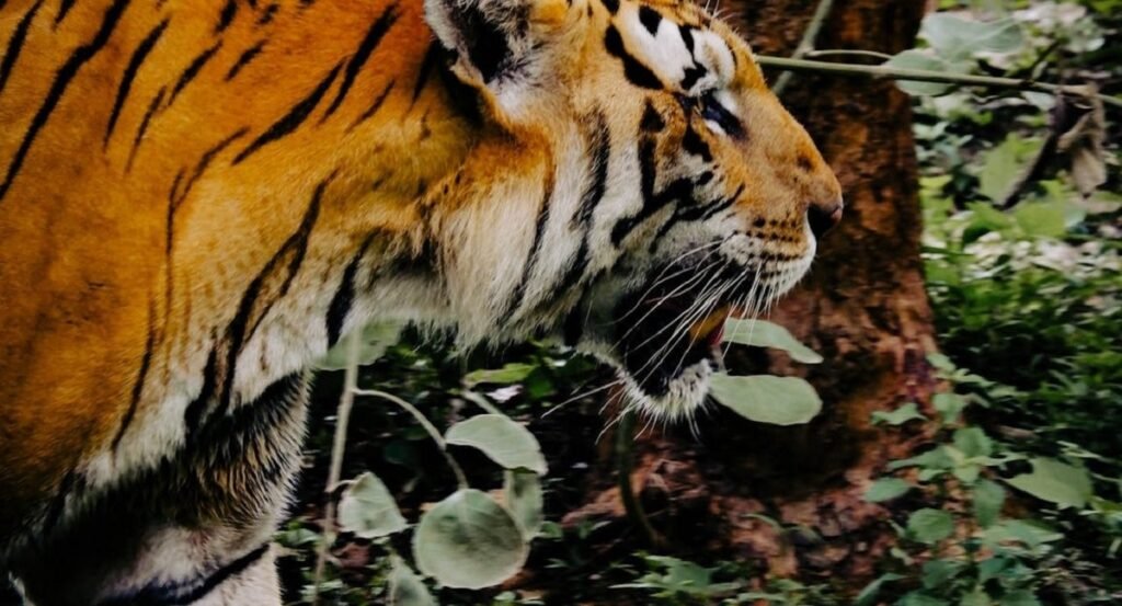 ब्रह्मदेव करिडोरमा बाघ गणना सुरु