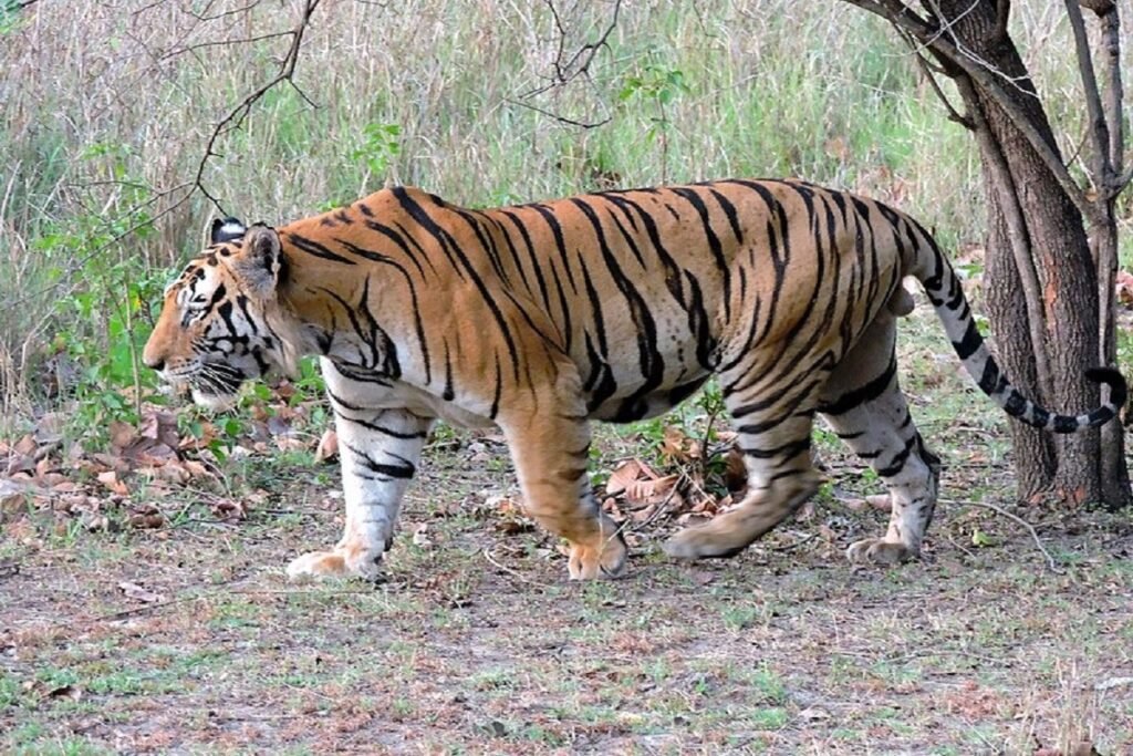 आदमखुट्टेबाट मानिसहरूलाई बचाउन सरकारले सावधानी अपनाउँदै