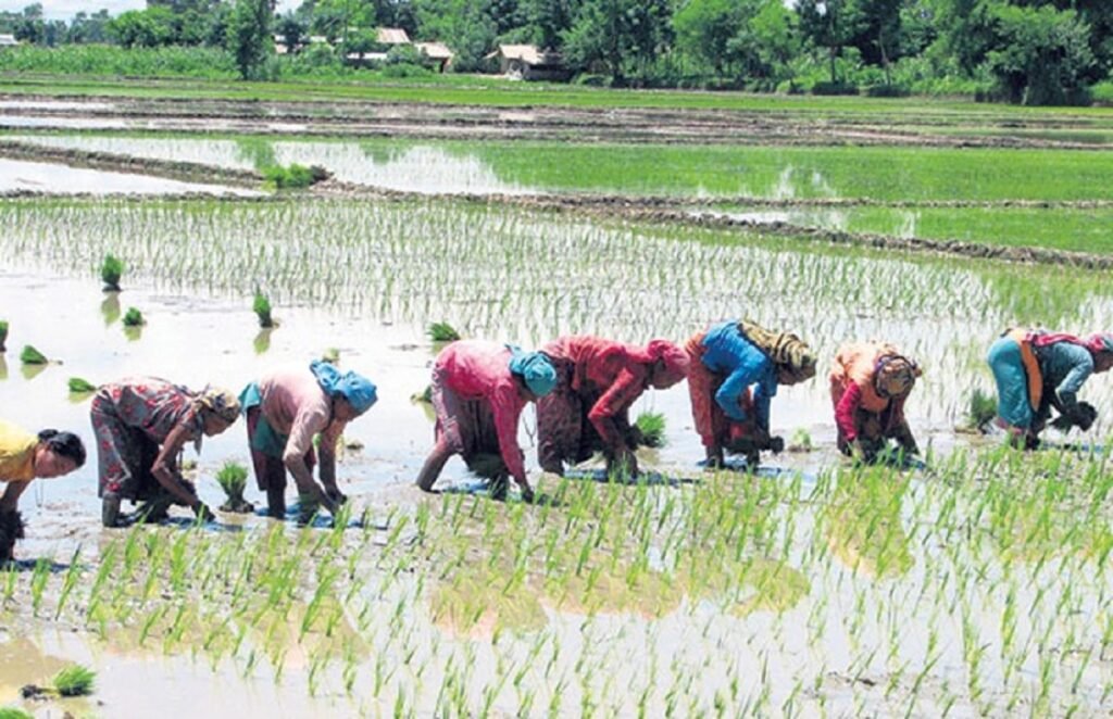 खाद्य सुरक्षा र आत्मनिर्भरता धान बालीको तीव्रता
