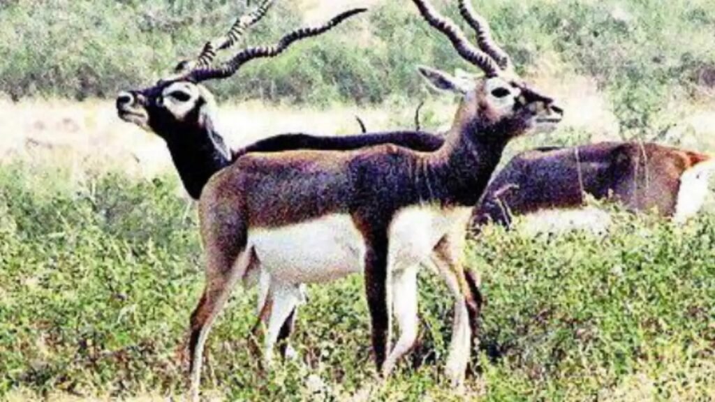 शुक्लाफाँटा राष्ट्रिय निकुञ्जमा कालो हरिणको संख्या बढ्दै गएको छ