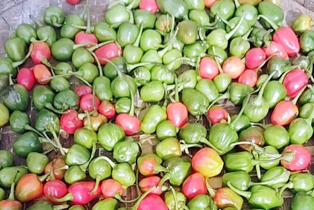 मिरिकमा उत्पादित डल्ले खोर्सानी स्थानीय बजारमा