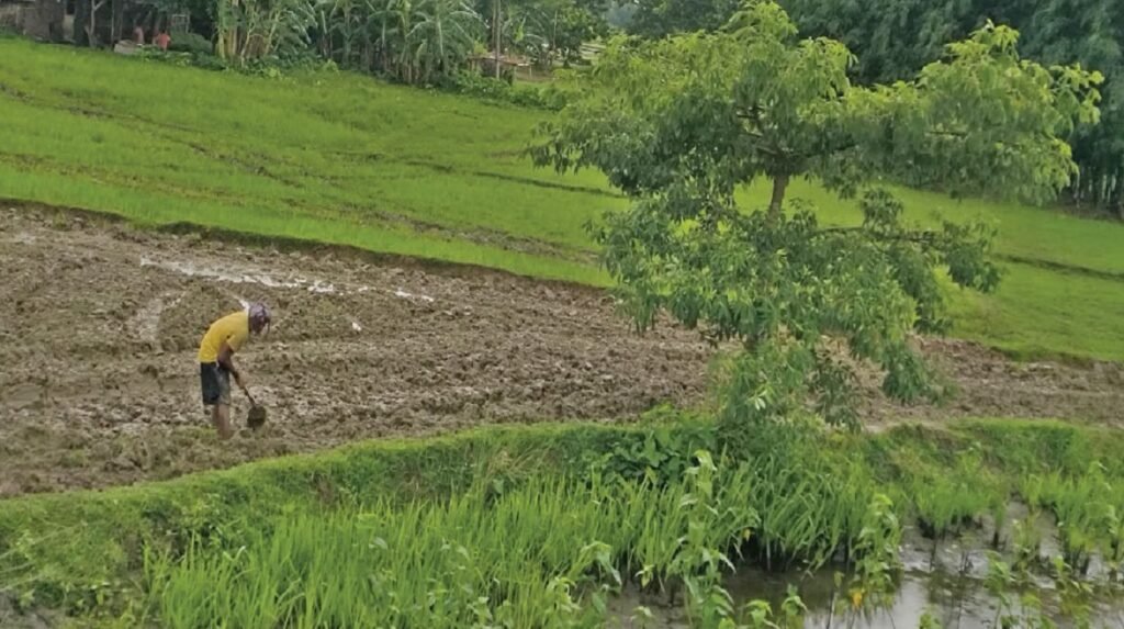 मोरङको मनसुनमा वर्षा ढिलाइ