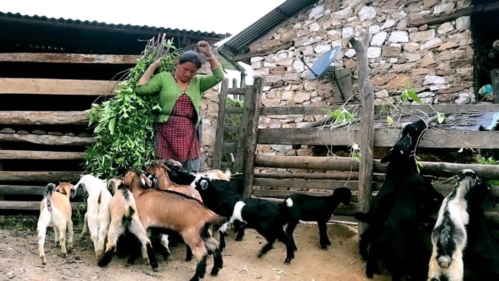 लगभग ३ करोड रुपैयाँ मूल्यका बाख्राहरू लिलामी गरियो