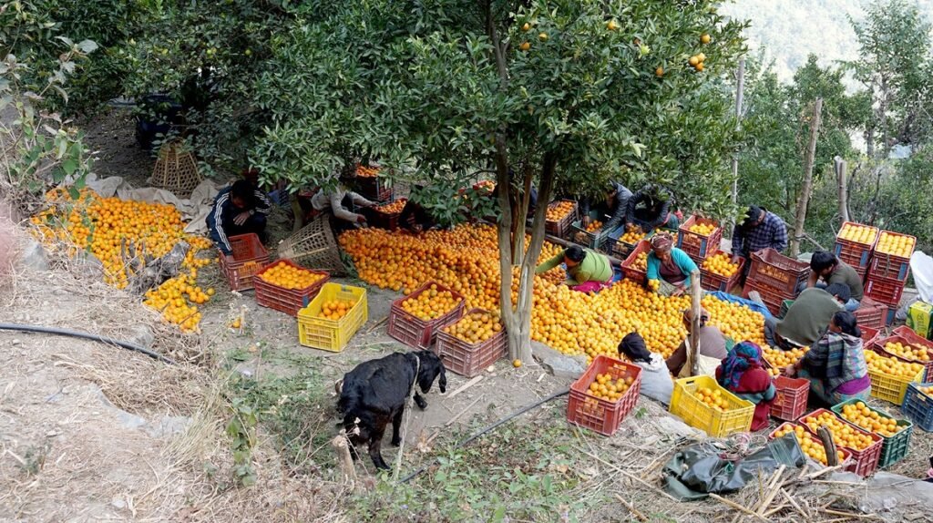 अभ्यासमा सुन्तला बगैंचाको मोडेल सिर्जना गरिँदै