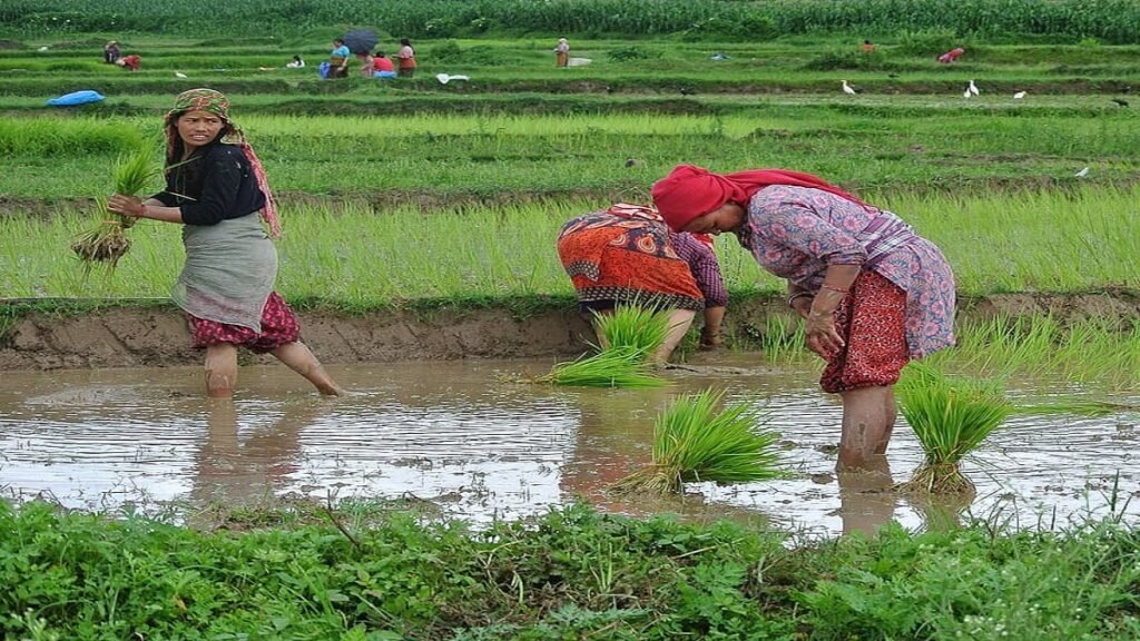 यस वर्ष ७२% धान रोपाइँ सम्पन्न