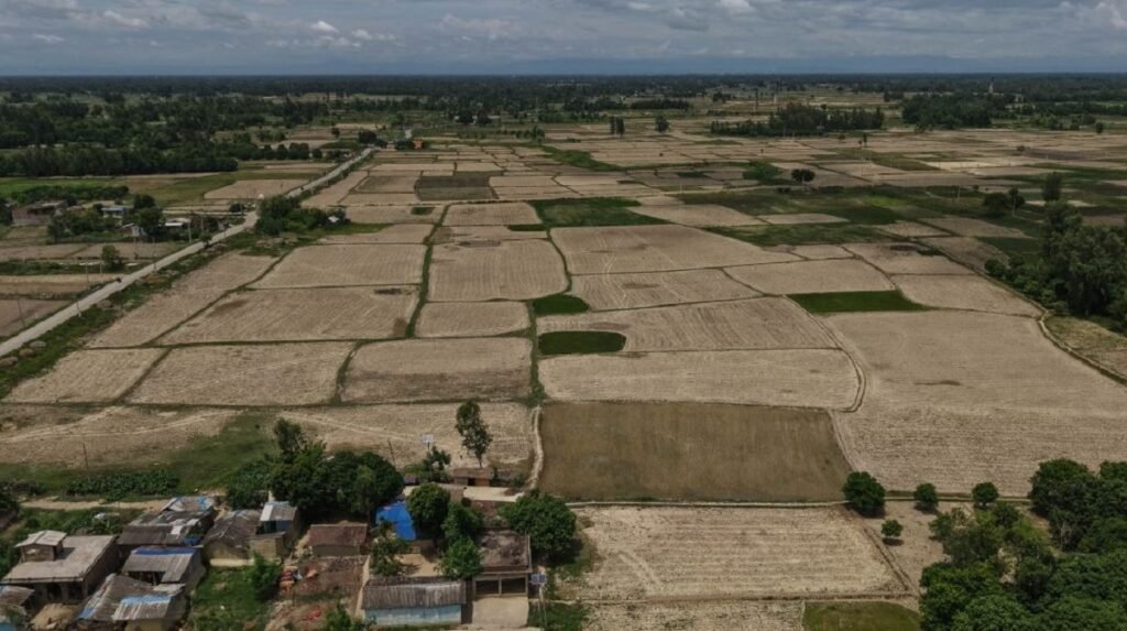 मधेशको धान खेतमा वर्षायाममा पनि चर्किएको थियो