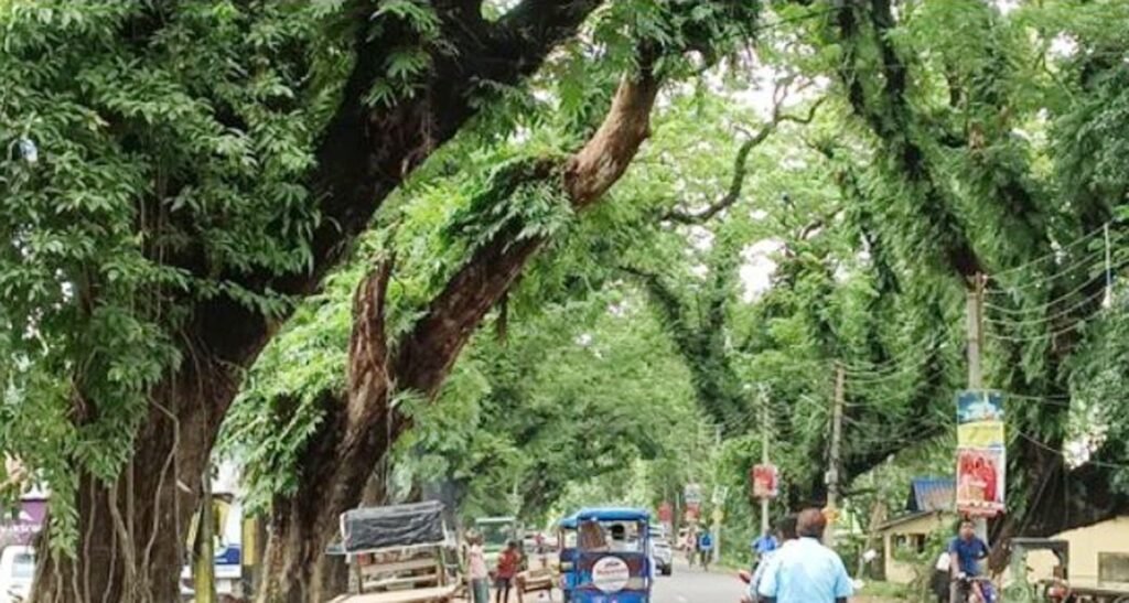 विकासको चपेटमा शताब्दी पुराना रूखहरू