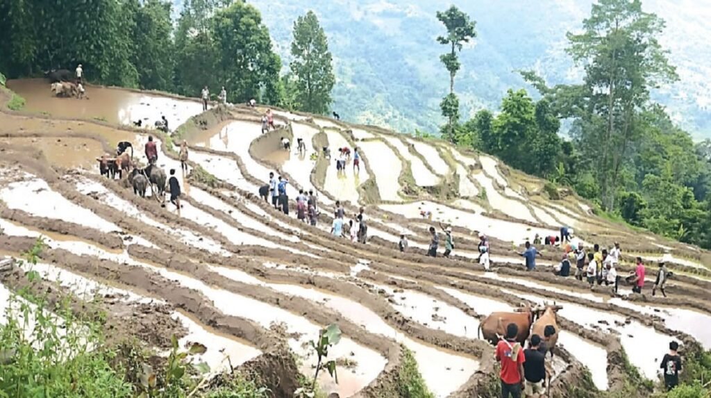 ४० वर्षपछि ‘बेथी’ फर्किएकोमा धनकुटाका किसानहरू खुसी छन्