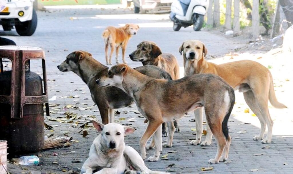 सिलगढ़ीमा पनि भुस्याहा कुकुरहरूको आतङ्क