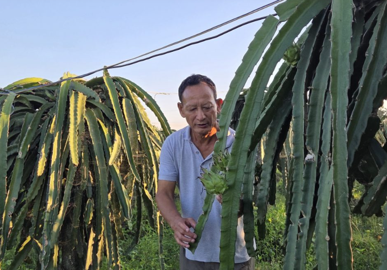 पूर्वसैनिक घलेको लोभलाग्दो ‘ड्रागन फ्रुट’ खेती