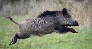 जंगली सुन्दरी आक्रमणमा पुरुषको मृत्यु